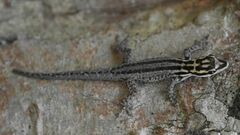Lygodactylus kimhowelli