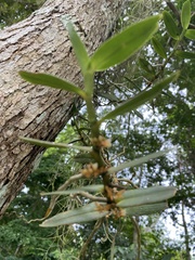 Campylocentrum micranthum