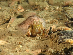 Pagurus bernhardus