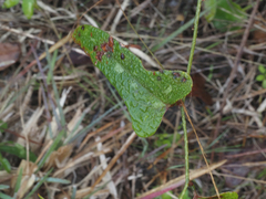 Smilax auriculata