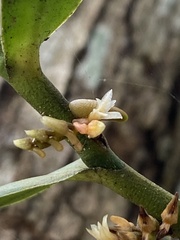 Campylocentrum micranthum