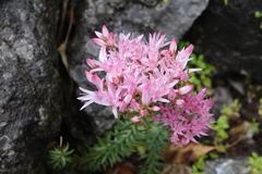 Pseudosedum