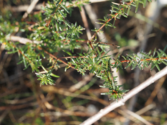 Hypericum brachyphyllum