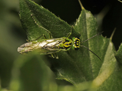 Rhogogaster chlorosoma