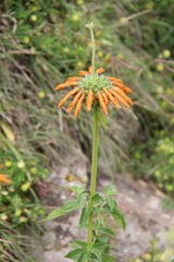 Leonotis