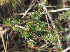 Hypericum brachyphyllum
