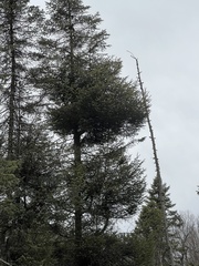 Arceuthobium pusillum