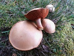 Chalciporus