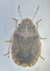 Sciocoris cursitans