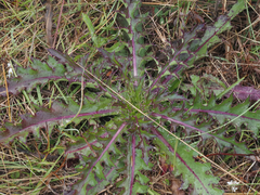 Cirsium horridulum