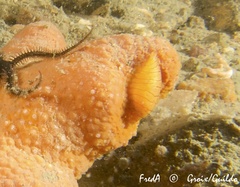 Simnia patula