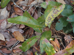 Geobalanus oblongifolius