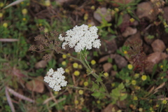 Ammi majus