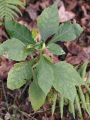 Verbesina virginica