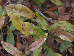 Geobalanus oblongifolius