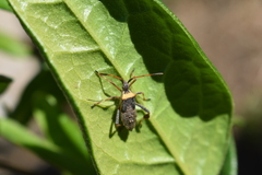 Leptoglossus chilensis