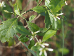 Baccharis glomeruliflora