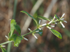 Baccharis glomeruliflora