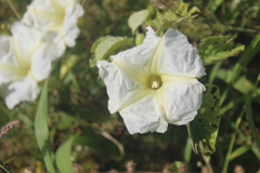 Ipomoea albivenia