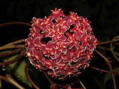 Hoya pubicalyx