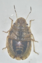 Sciocoris cursitans