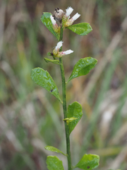 Baccharis glomeruliflora