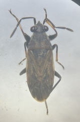 Peritrechus