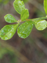 Baccharis glomeruliflora