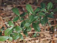 Rubus cuneifolius
