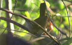 Cantorchilus modestus
