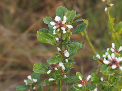 Baccharis glomeruliflora