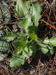 Erigeron quercifolius