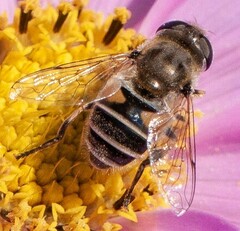 Eristalis arbustorum