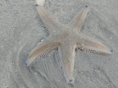 Astropecten