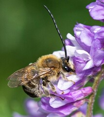 Eucera
