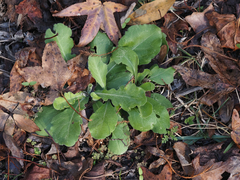 Erigeron quercifolius