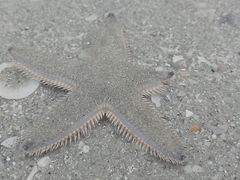 Astropecten