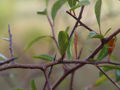Sideroxylon reclinatum