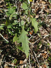 Verbesina virginica