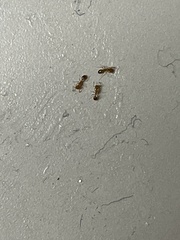 Monomorium pharaonis