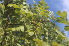 Commiphora mollis