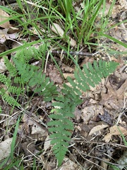 Athyrium asplenioides