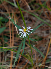 Symphyotrichum simmondsii