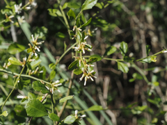 Baccharis glomeruliflora
