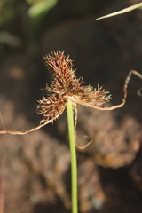 Cyperus decurvatus