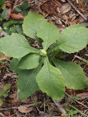 Verbesina virginica