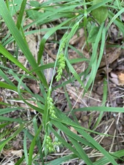 Carex glaucodea