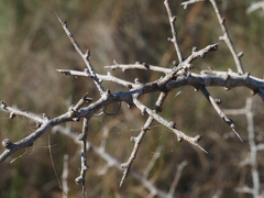 Sideroxylon reclinatum