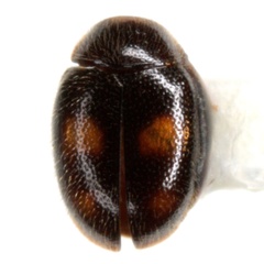 Diomus amabilis
