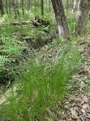 Carex stricta